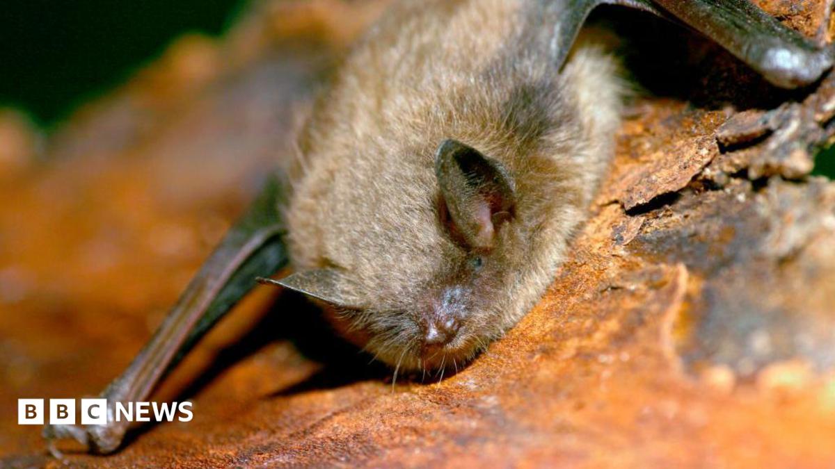 11-Year-Old Canadian Boy Dies of Rabies After Bat Encounter