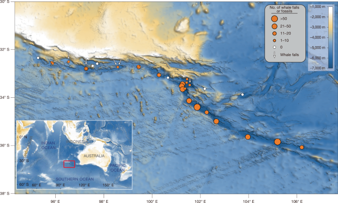 5.3-Million-Year-Old Whale Necropolis Discovered in Diamantina Zone
