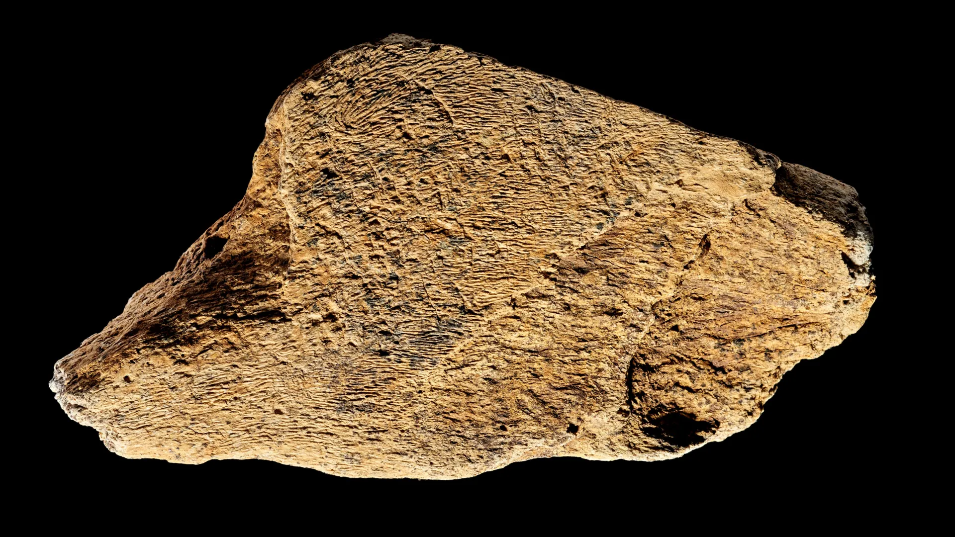 500,000-Year-Old Elephant Bone Hammer Reveals Ancient Toolmaking Skills