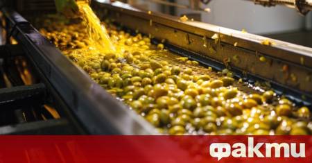 Задържани трима за незаконно производство и бутилиране на зехтин край София