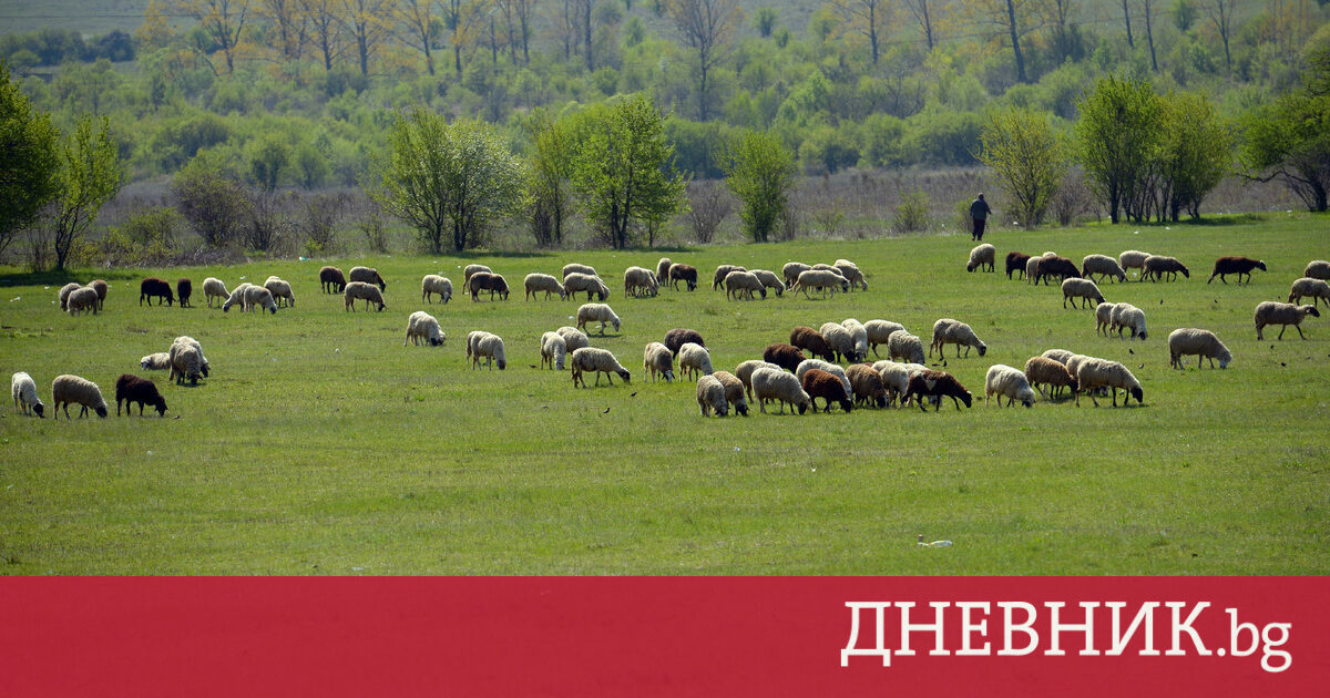 Мъж умишлено прегази стадо овце с джип