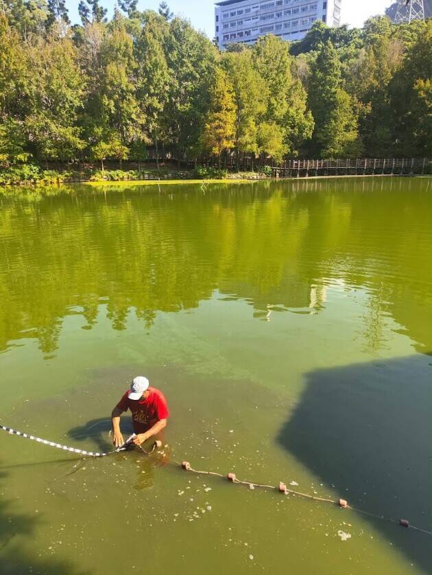 日月潭車埕貯木池移除外來魚種　發現魚虎親戚線鱧