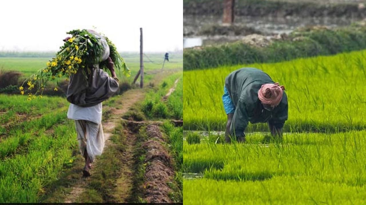 उत्तर प्रदेश में कृषि समृद्धि और खाद्य सुरक्षा पर ध्यान केंद्रित