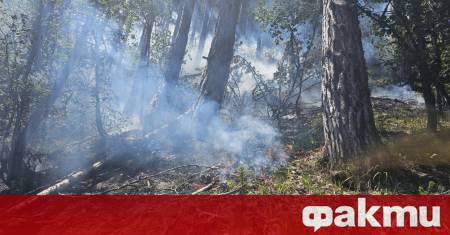 Пожар в района на Пирин е овладян