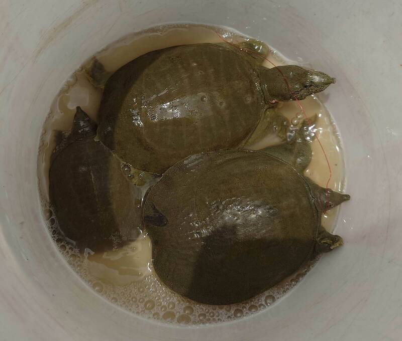 彰化貓羅溪野生鱉數量激增，釣客紛紛上鉤；宜蘭市藍營整合備戰，張勝德與吳宗憲掃街；國民黨批評監院雙重標準