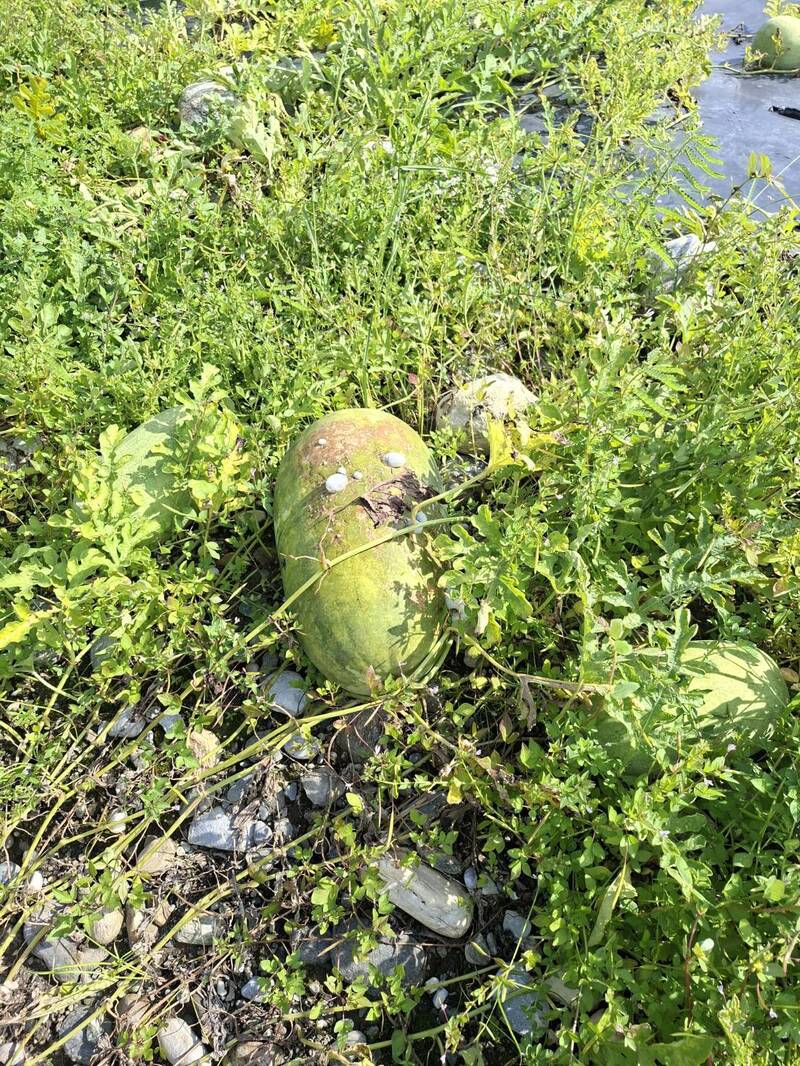 花蓮西瓜與嘉明湖泳渡事件：政府補助與未經核准活動