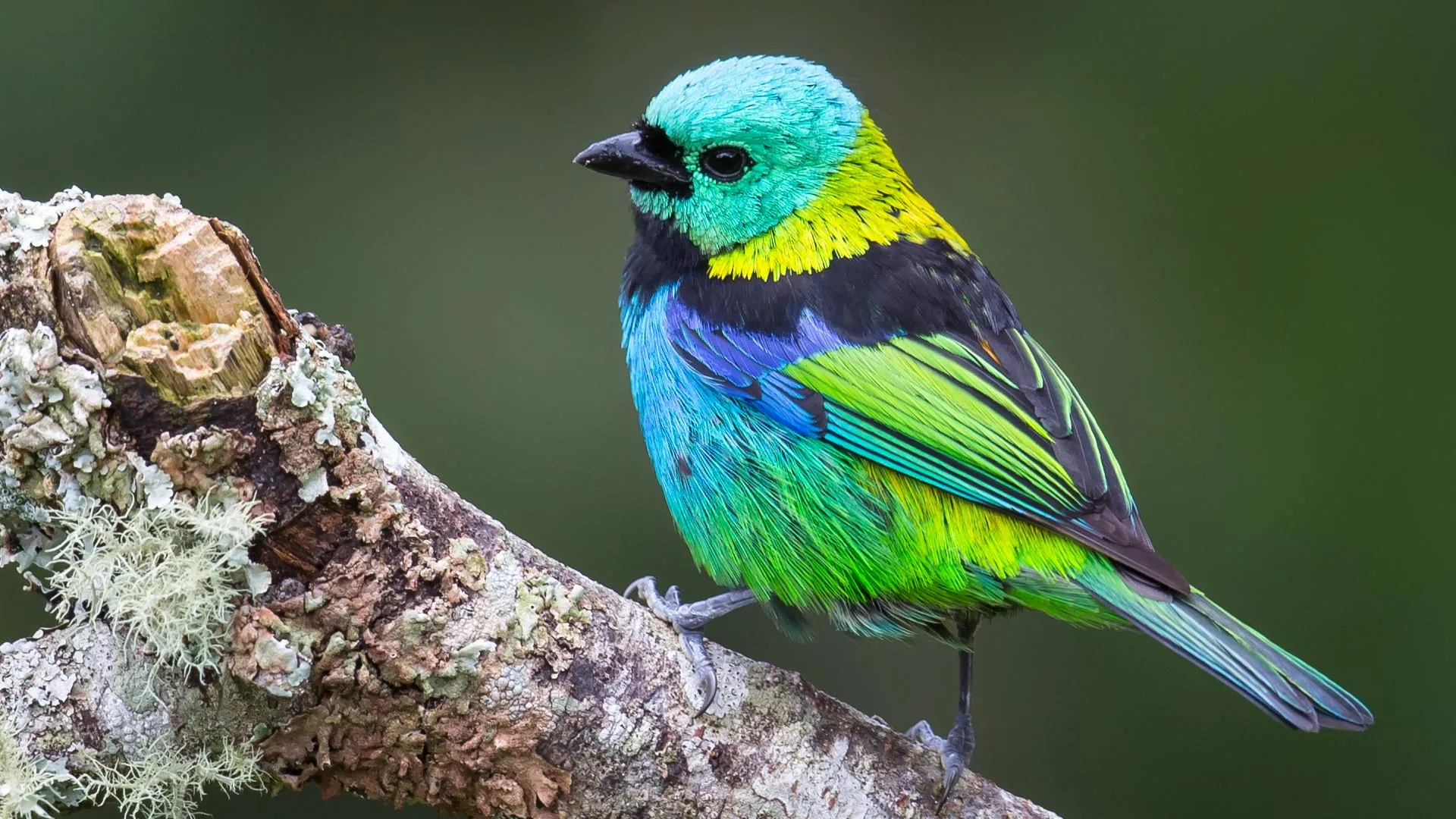 AI Reveals Bursts in Songbird Evolution Linked to Climate Shifts