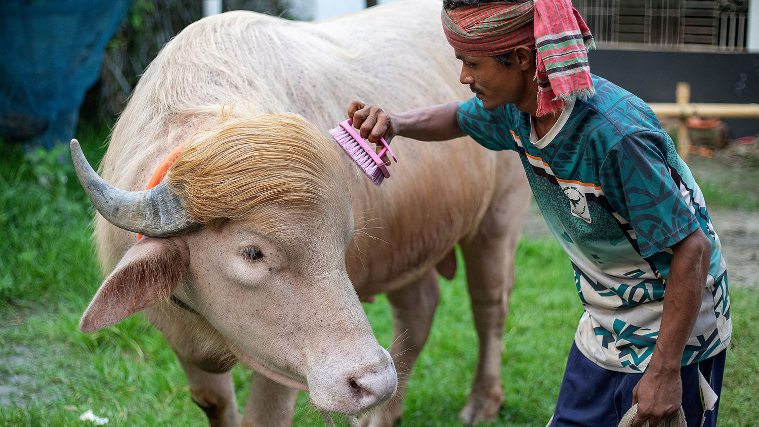 Albino Buffalo Nicknamed 'Donald Trump' Spared from Sacrifice
