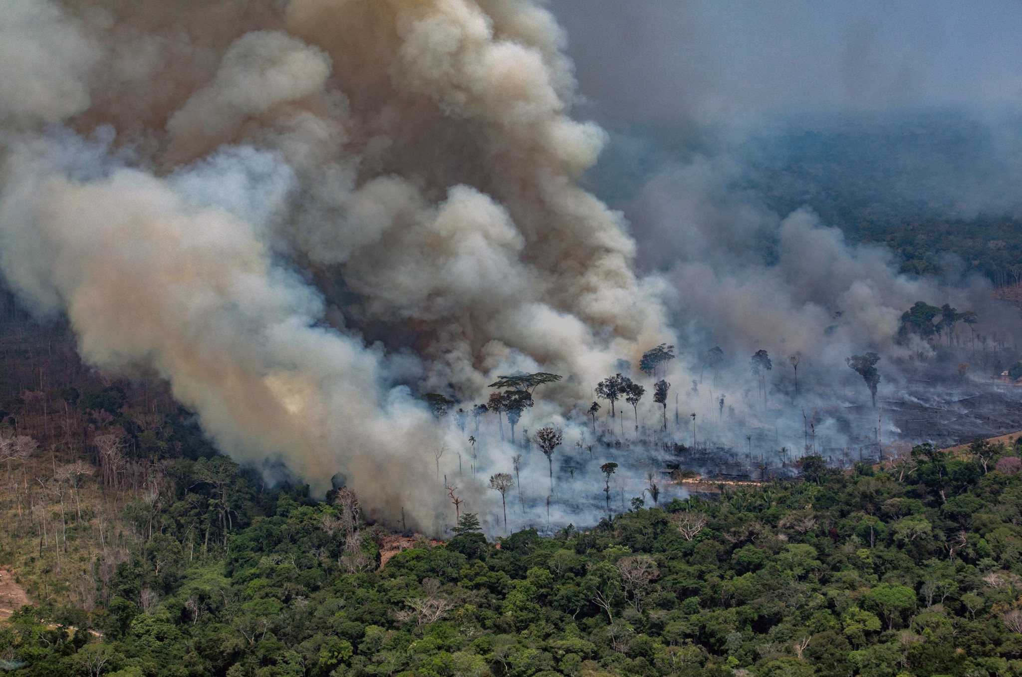 Amazonas-Regenwald im Sterben: Forschungsergebnisse und die Krise bei Volkswagen