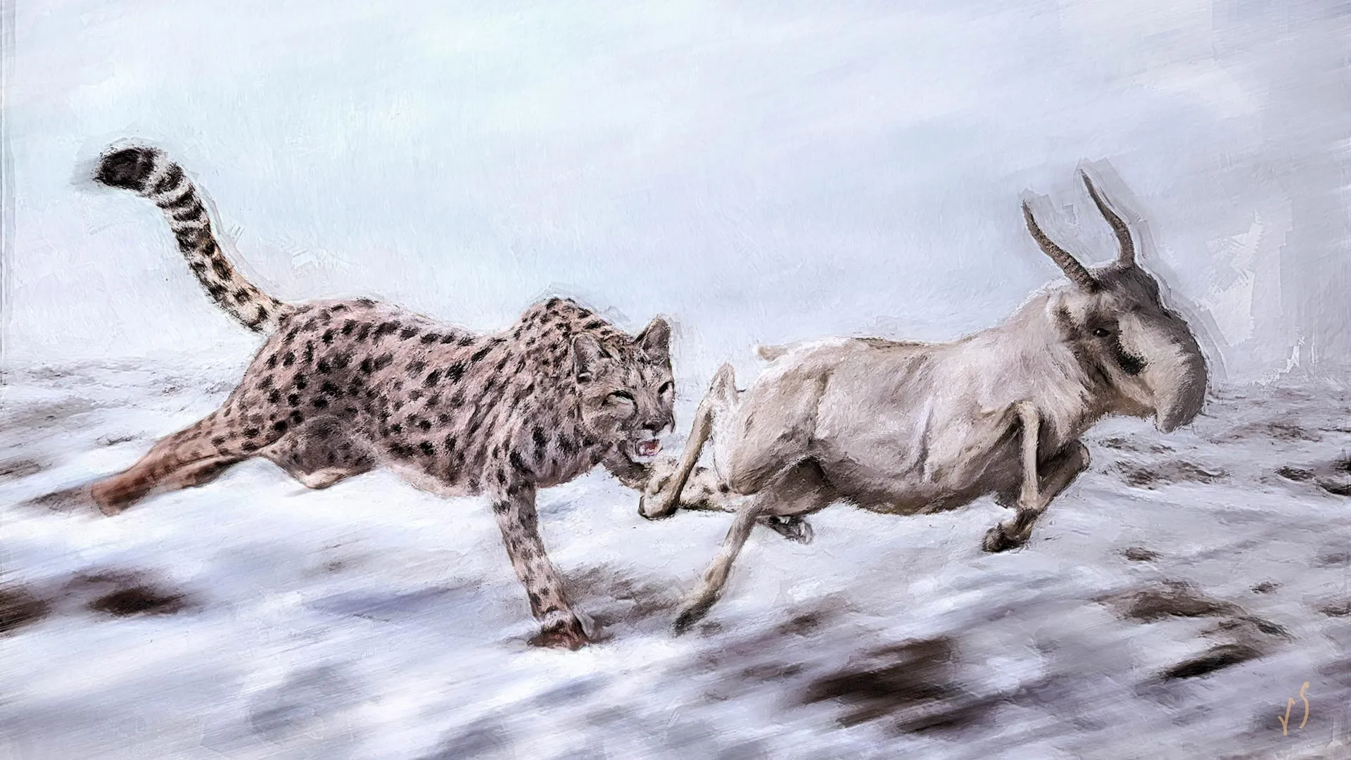 Amerikanischer “Gepard” war ein Puma-Verwandter, Forschungsergebnisse zeigen
