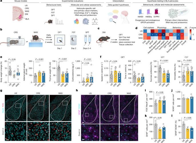 Amygdala Astrocytes and Cilia Linked to Stress Response in Mice
