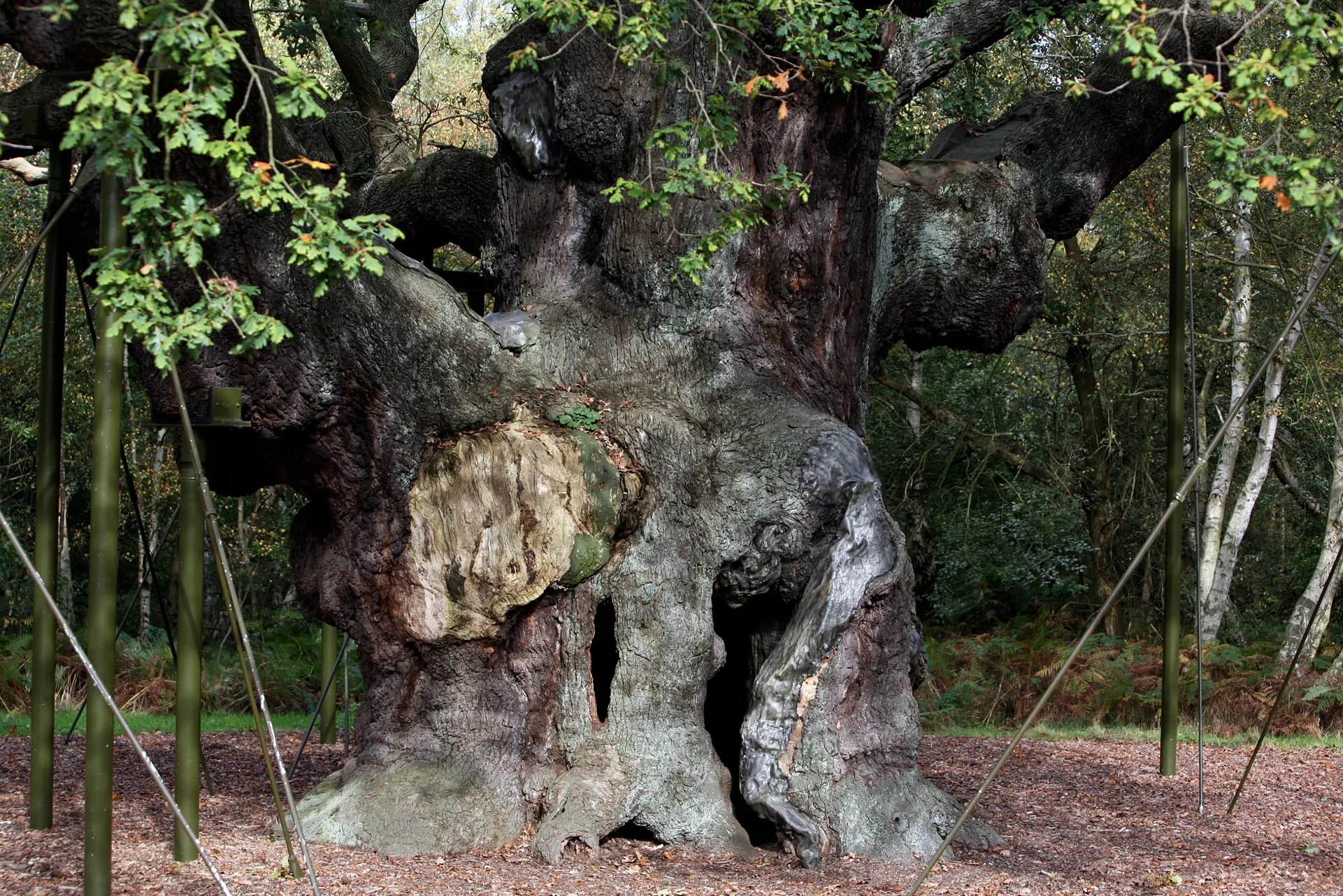 Ancient Oak Tree Linked to Robin Hood Legend Dies