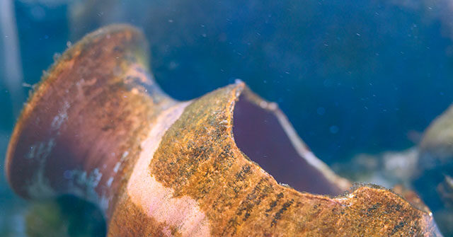 Ancient Roman Shipwreck Discovered Off Sicily, Yielding Significant Cargo