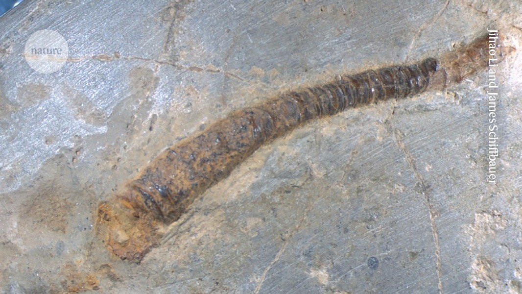 Animal-Microbe Partnerships Date Back to Early Life