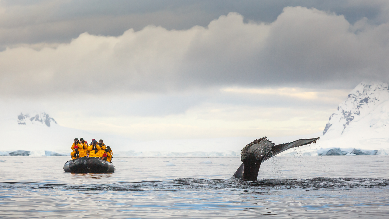 Antarctic Tour Guides Quit Dream Jobs, Citing Industry Concerns