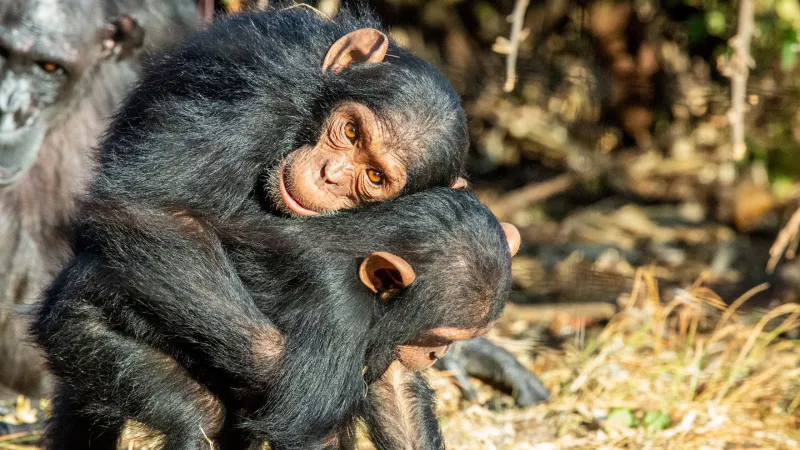 Ape Cuddles May Offer Insights Into Conflict Prevention