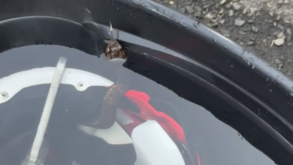 Arkansas High School Football Player Finds Snake in Helmet