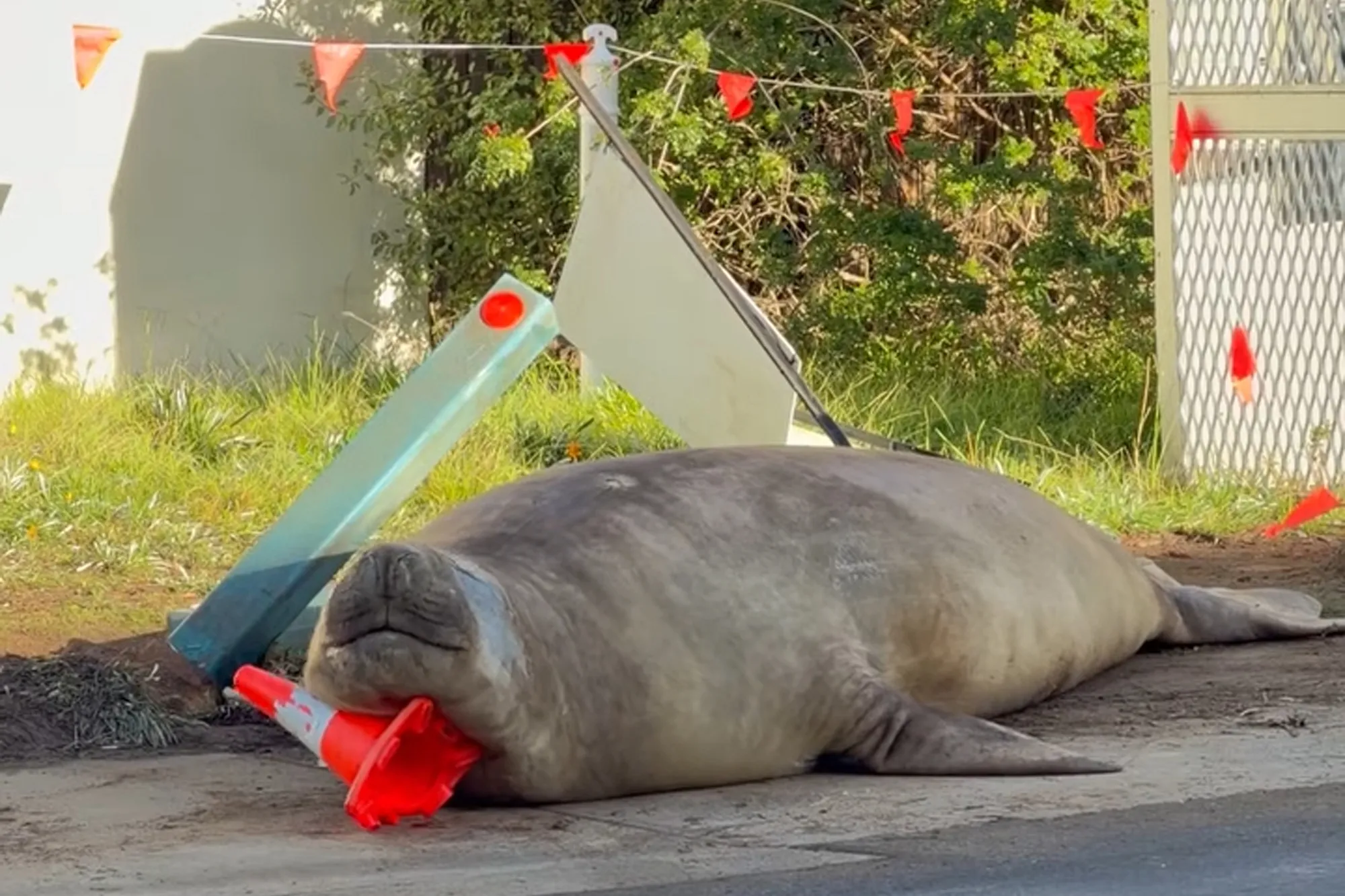 Australian Officials Request Privacy for Seal Known as Neil