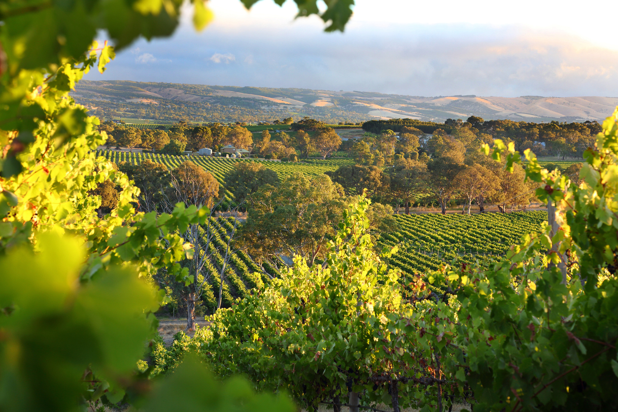 Australian Wine Harvest Hits 25-Year Low