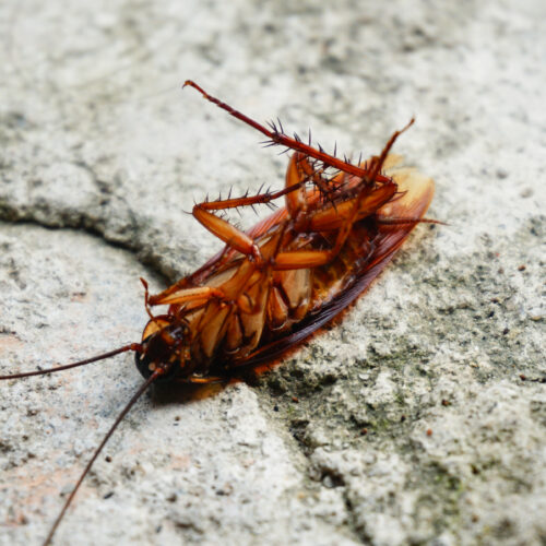 Bacterial Genomes Found in Cockroach Gut Microbiome