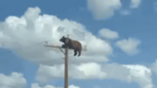 Bär stirbt nach Stromschlag auf einem Strommast in New Mexico