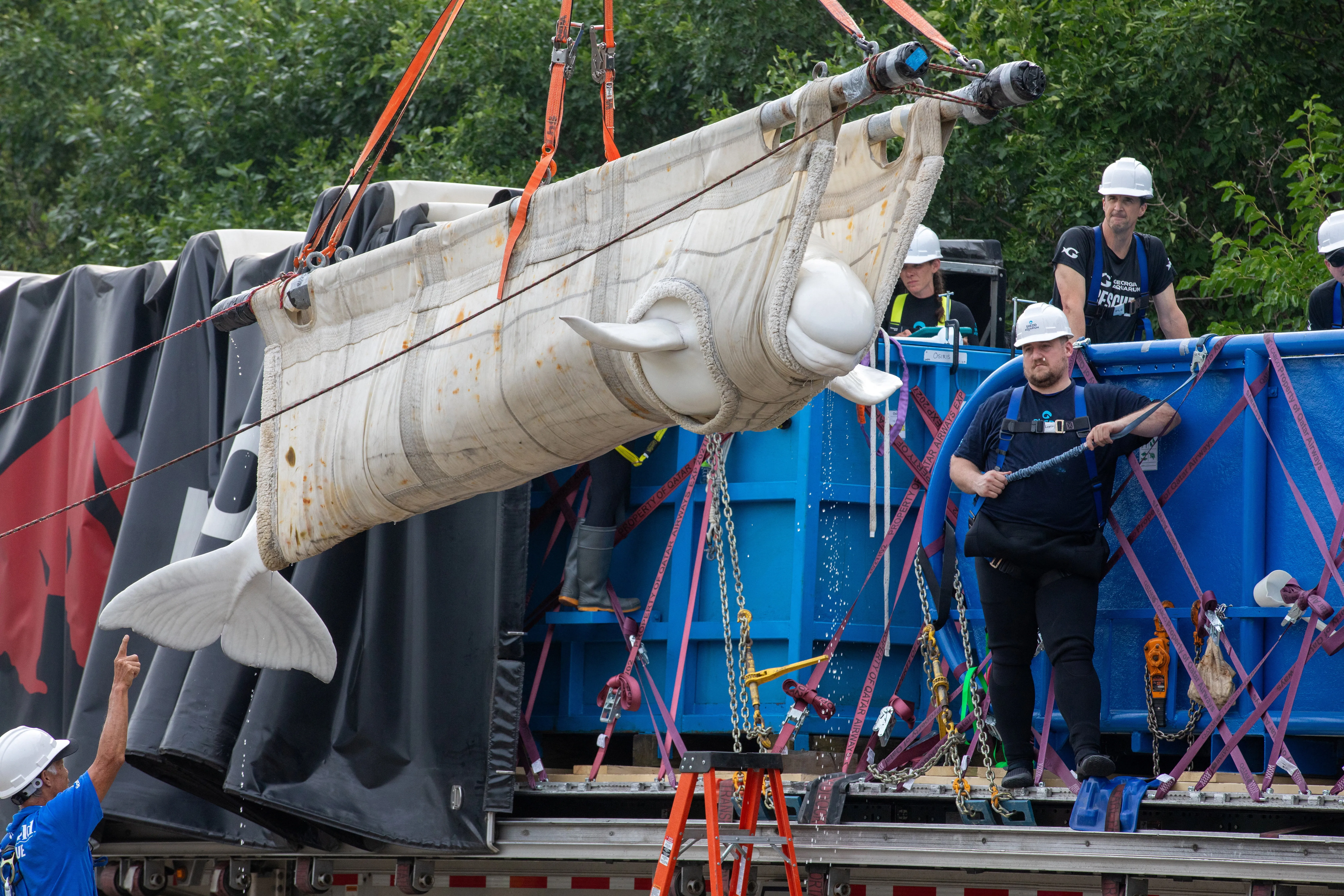 Beluga Whales Rescued From Bankrupt Canadian Theme Park