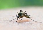 Über 1000 Fälle des West-Nil-Virus in Europa registriert