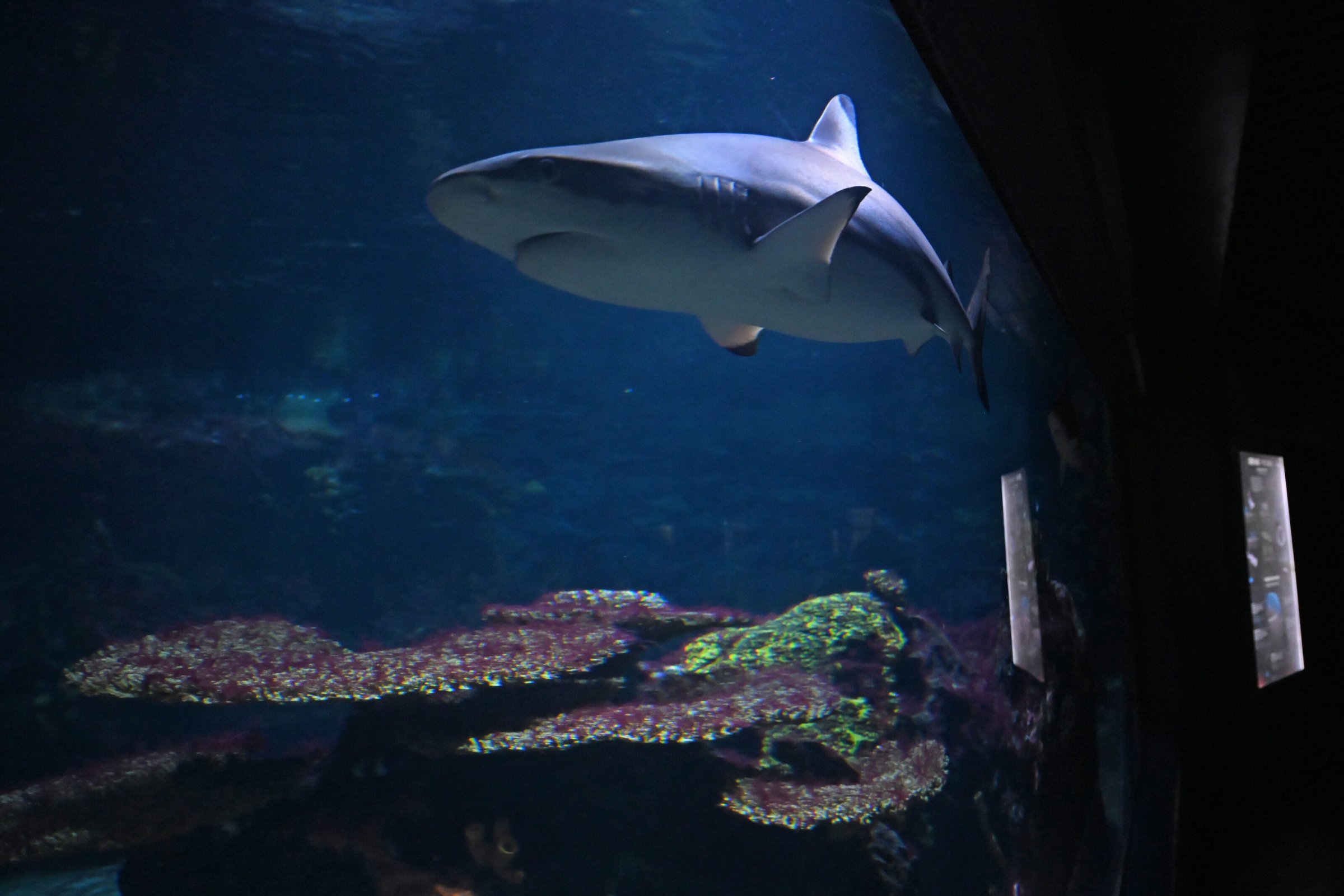 Berliner Aquarium nach 10-Millionen-Sanierung wiedereröffnet