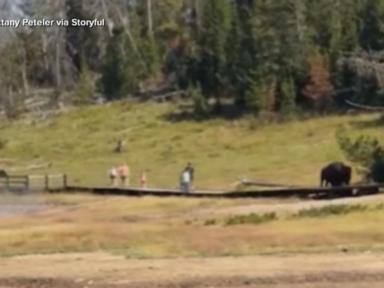 Bison Charges Child at Yellowstone, Latest in Series of Close Encounters