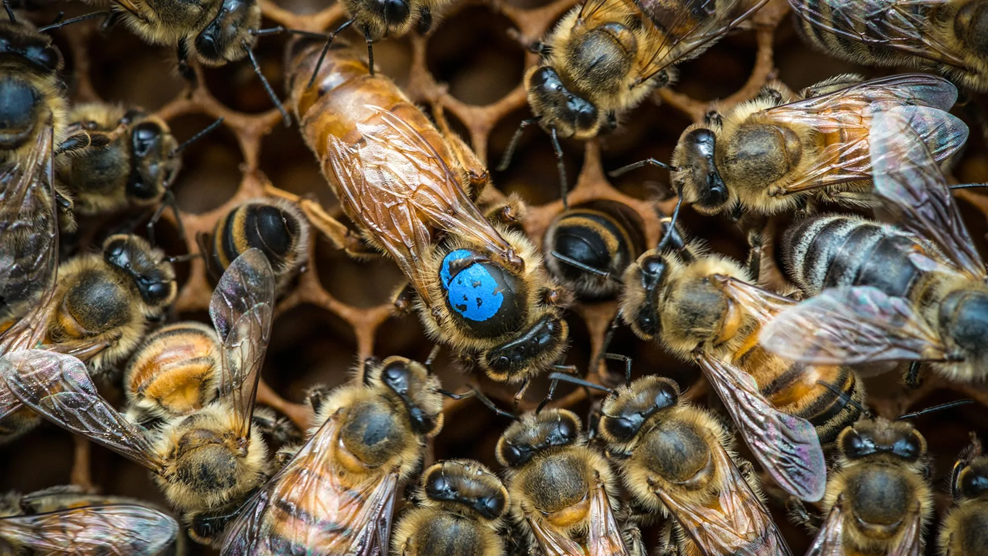 Brain Circuits Link Bee Age to Job Assignment