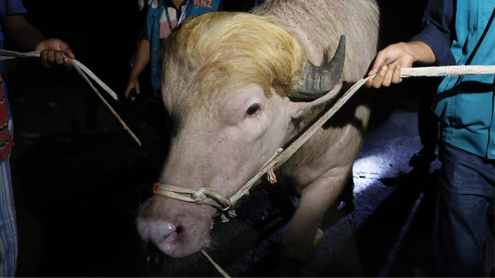 Buffalo Nicknamed 'Donald Trump' Spared from Eid al-Adha Sacrifice in Bangladesh