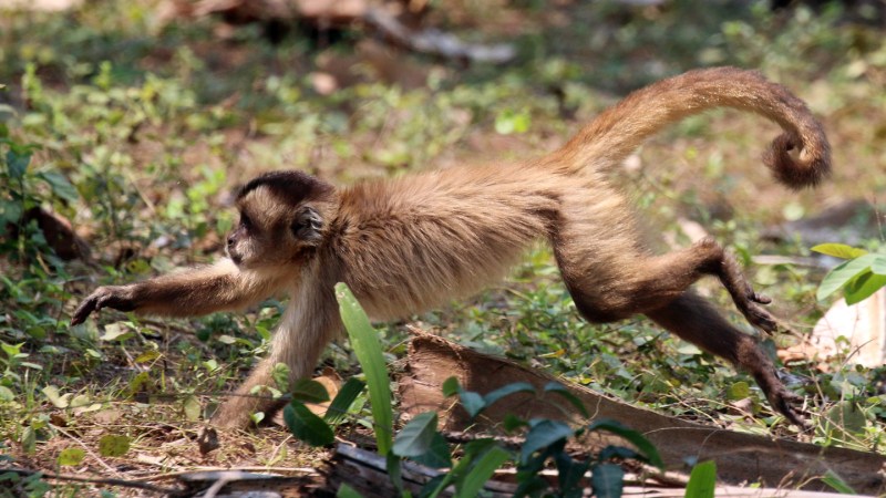 Capuchin Monkeys Increase Hunting When Fruit is Limited