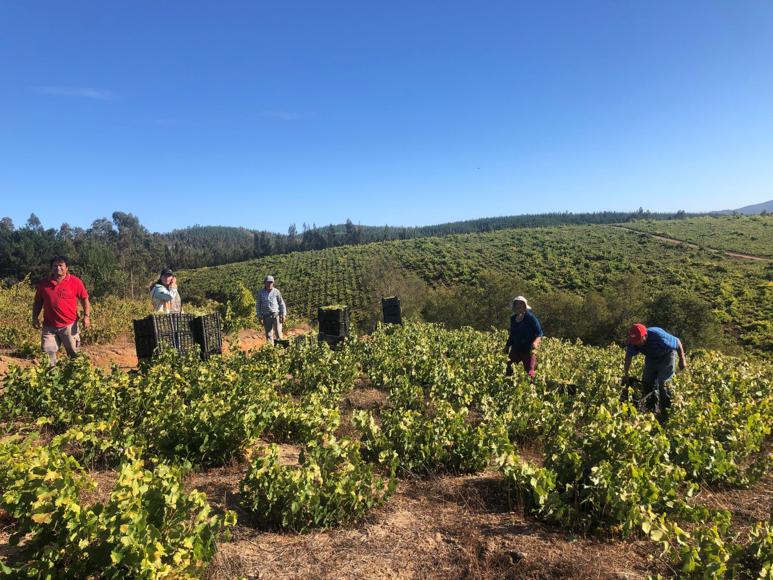 Carmen DO Preserves Chile's Viticultural Legacy