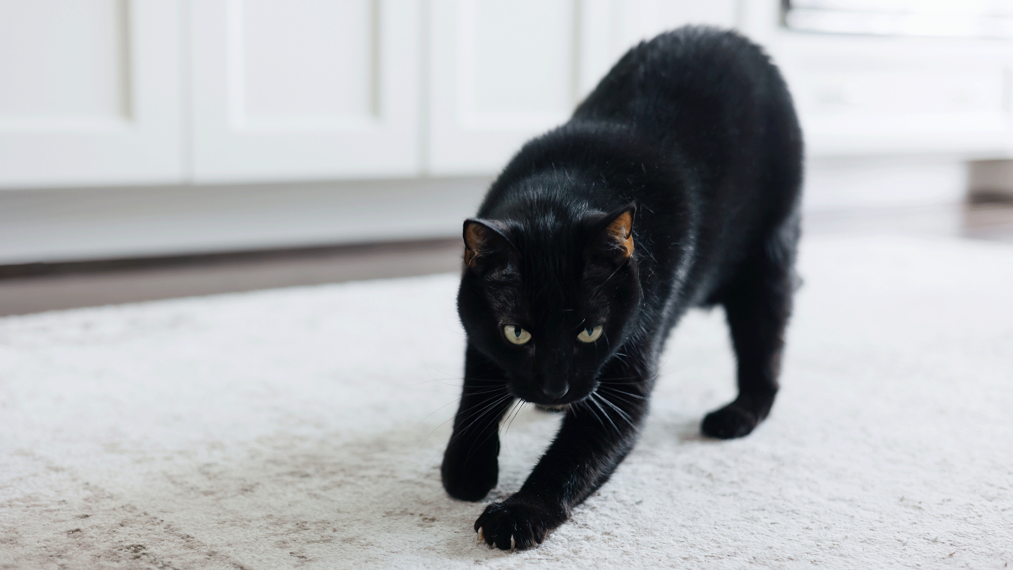 Los gatos se identifican entre sí a través de 'mensajes' de orina