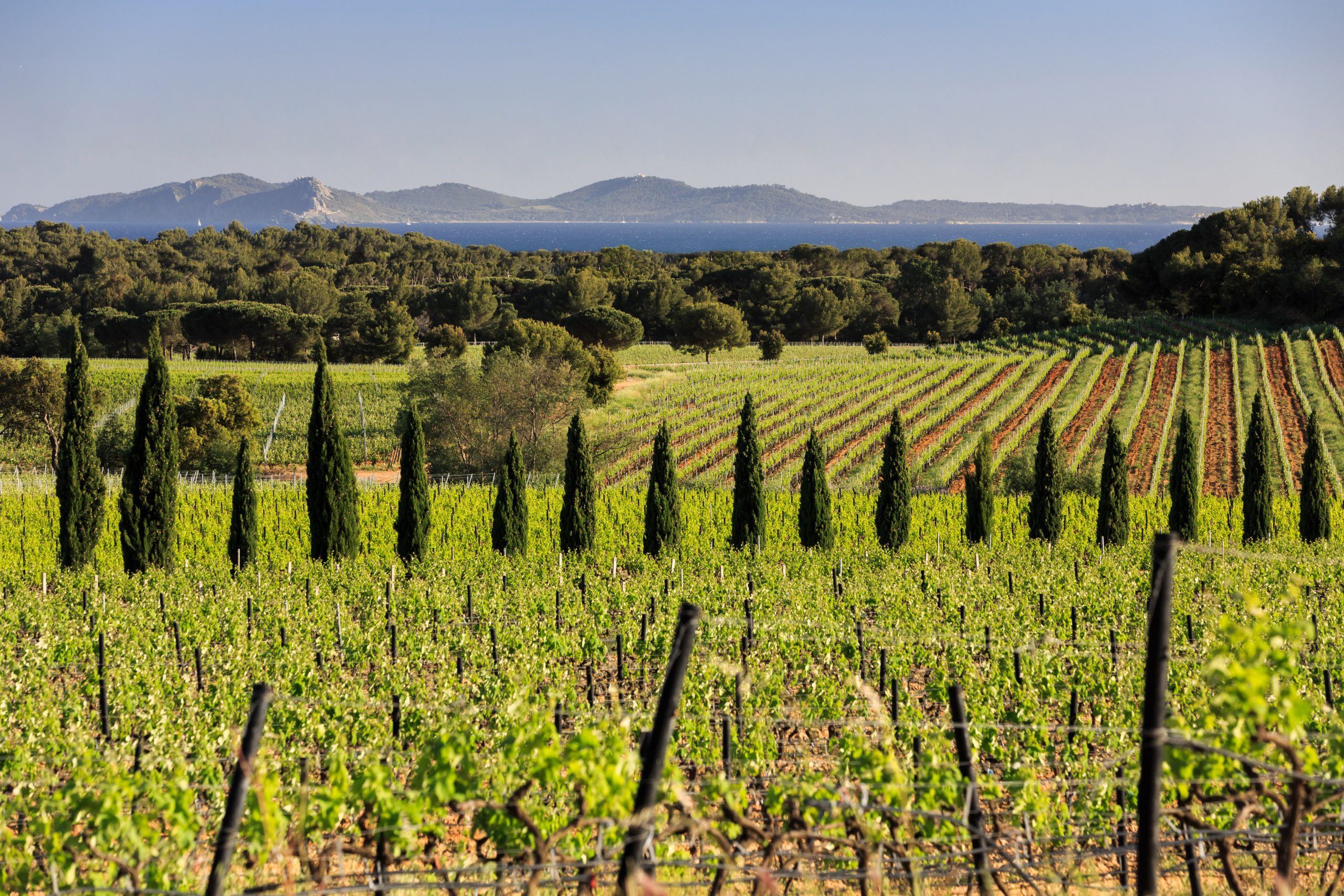 Château Saint Marguerite Stands Out as Provence Wine Producer