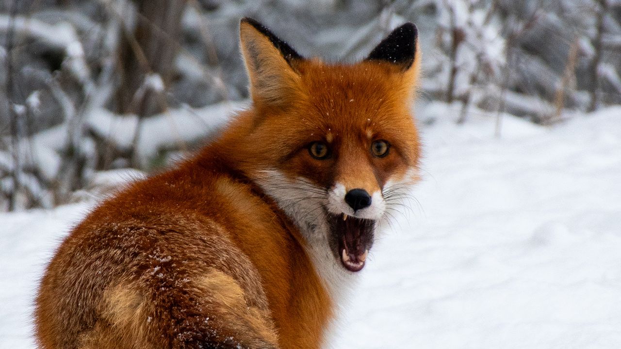 Chernobyl Wildlife Behavior Shifts During Russian Invasion