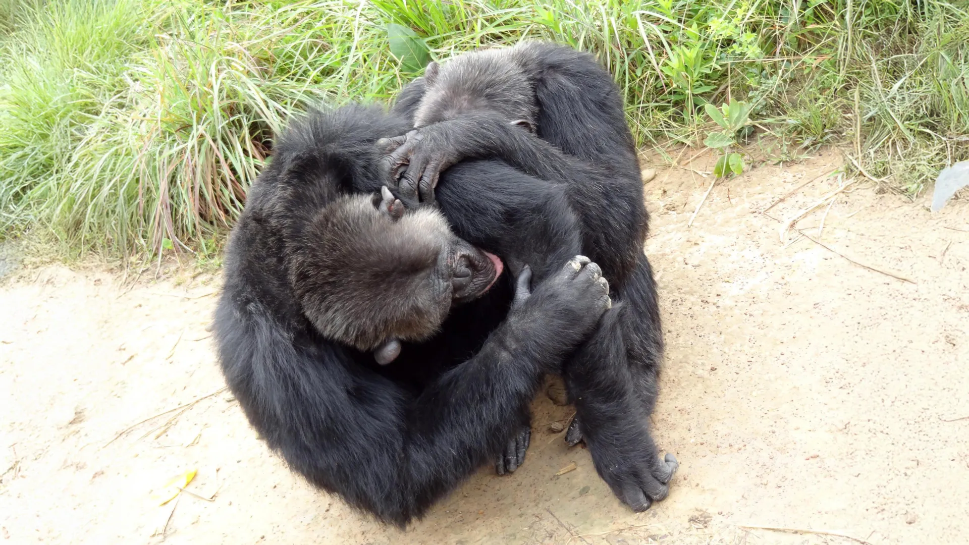 Chimpanzees and Bonobos Form Human-Like Friend Circles, Study Finds