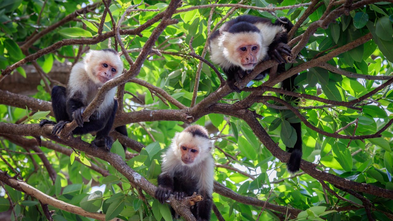 Climate change linked to capuchin monkey maternal abandonment