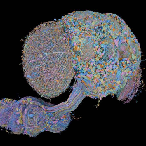 Complete Fruit Fly Brain Map Created by Researchers