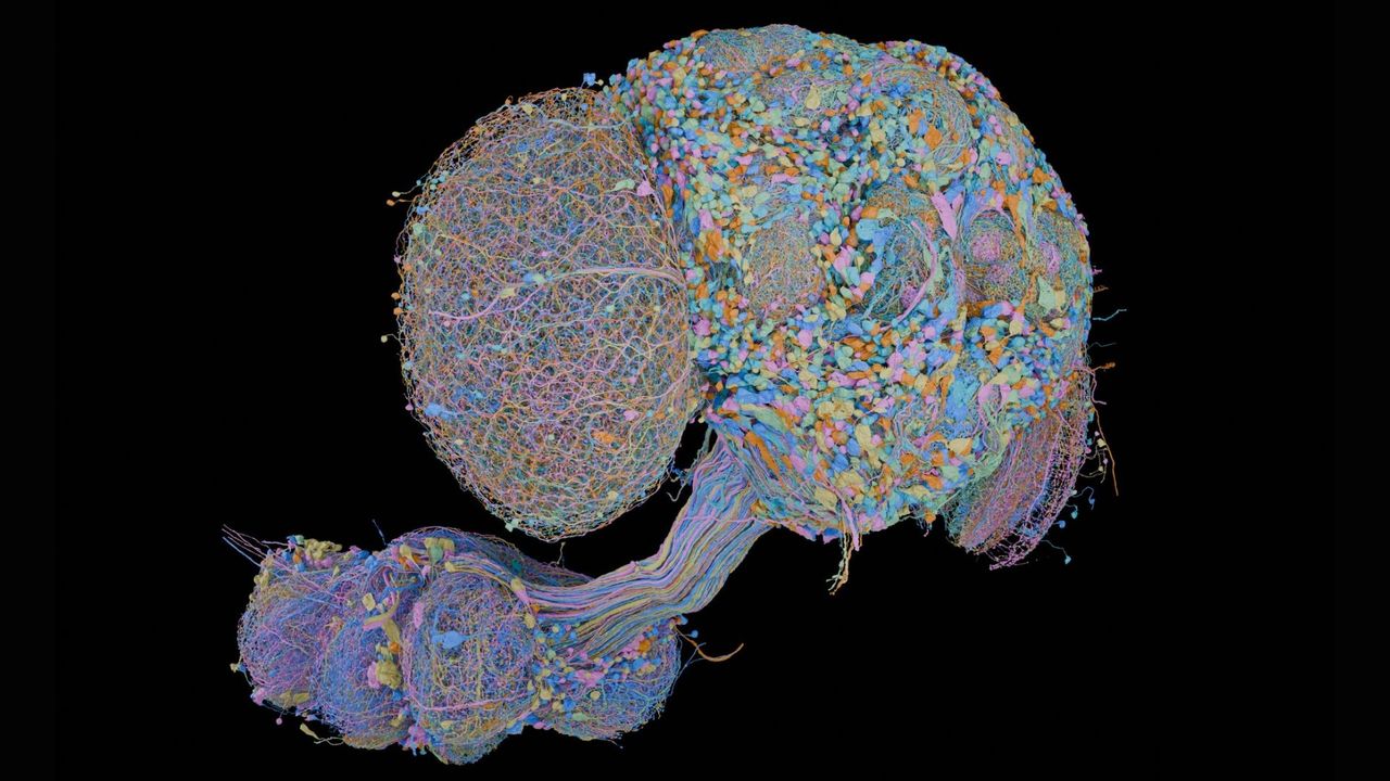 Complete Fruit Fly Brain Map Created, Enabling Sex-Based Comparisons