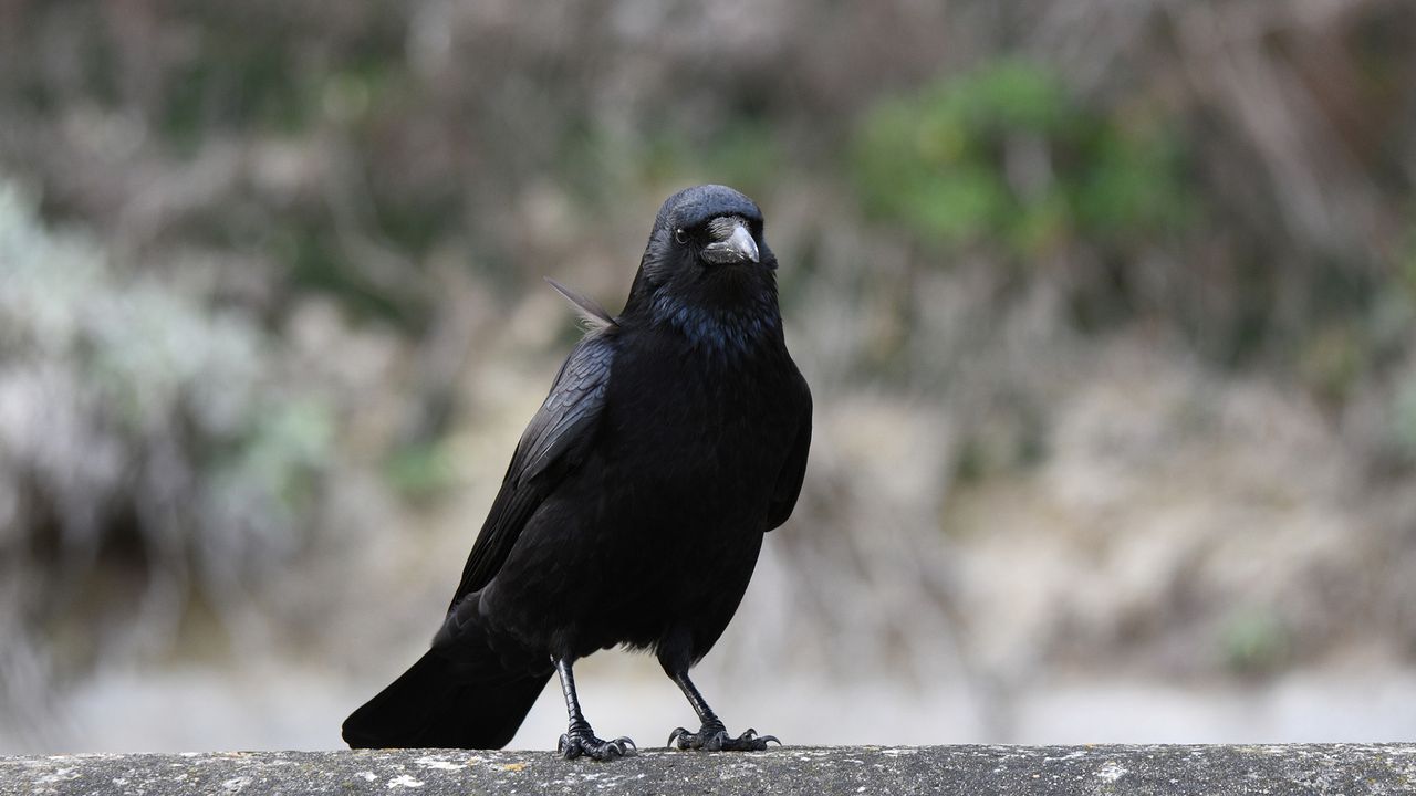 Crow Research Sheds Light on Animal Number Processing