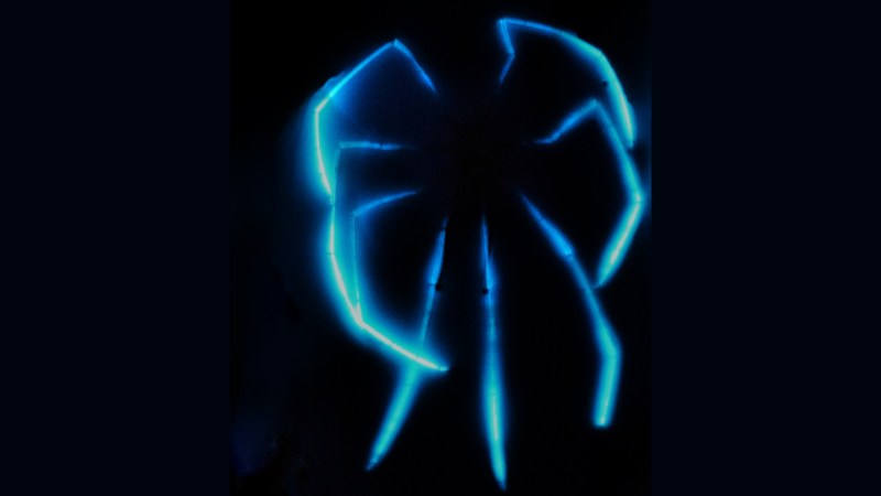 Deep-Sea Spiders Glow in the Australian Abyss