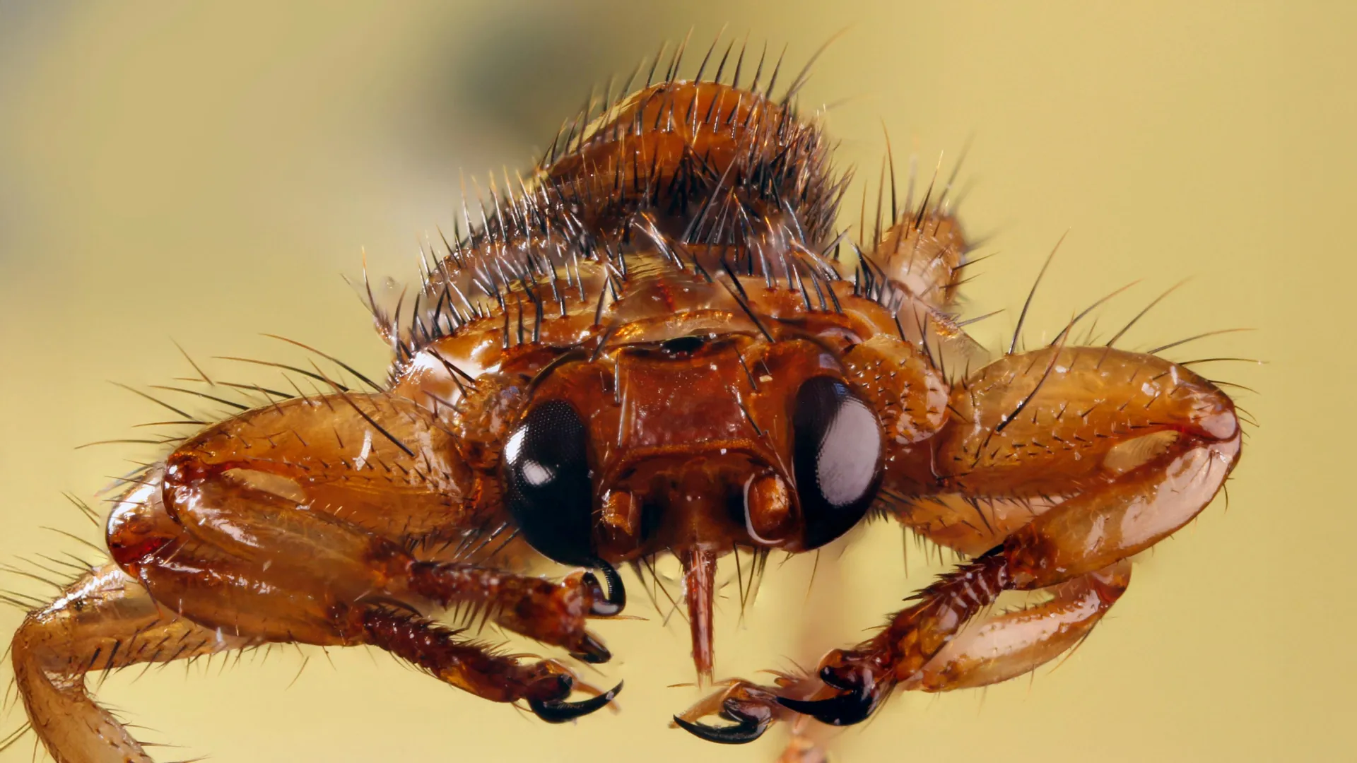 Deer Keds Permanently Shed Wings and Reduce Vision Genes