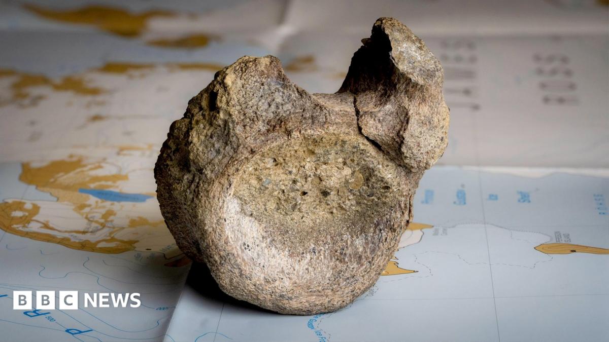 Dinosaur Fossil Discovered in Antarctica Found After Decades Unstudied