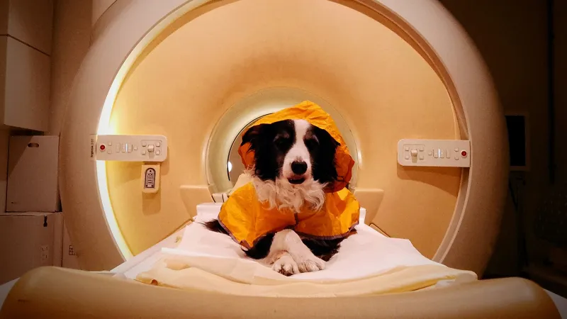 Dogs May Discern Human Emotions Through Facial Expressions
