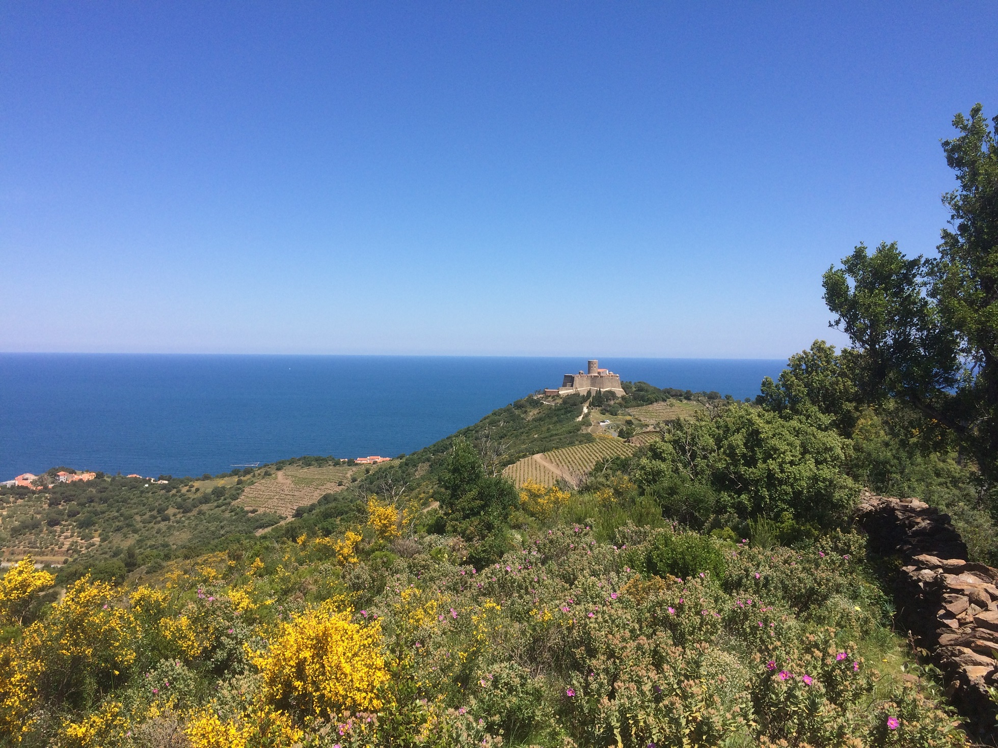 Domaine Lafage Acquires Struggling Banyuls and Collioure Wine Group