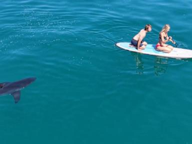 Drone Video Captures Great White Shark Following Paddleboarders Off California Coast