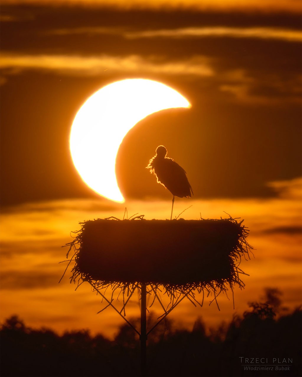Eclipse Observed to Affect Animal Behavior