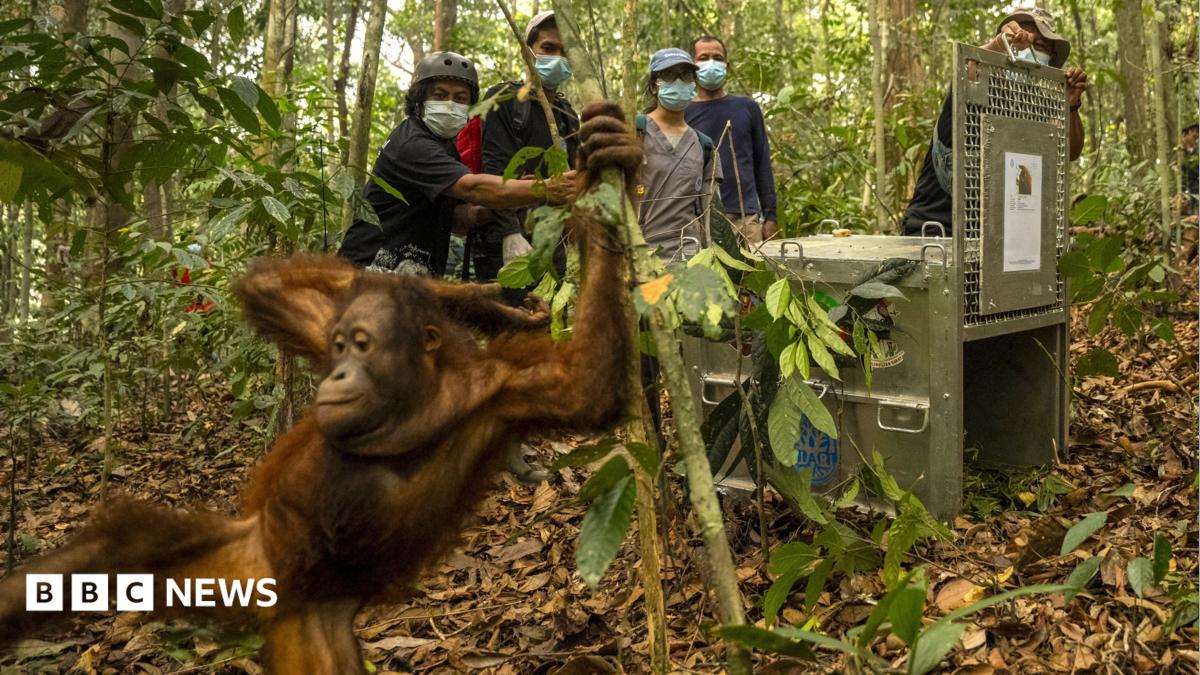 Eight Orangutans Released Back Into Borneo Forest After Wildfires