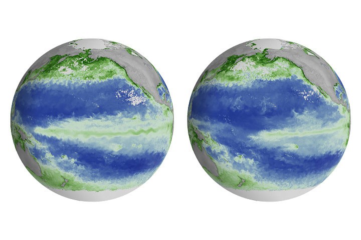 El Niño Expected to Shift Marine Life in Pacific